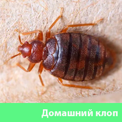 Домашние (постельные) клопы