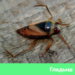 Гладыш