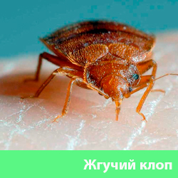 Жгучий клоп