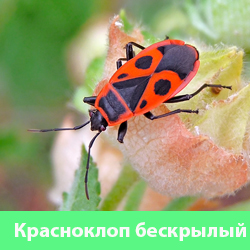 Красноклоп бескрылый