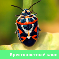 Крестоцветный уличный клоп