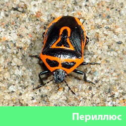 Периллюс