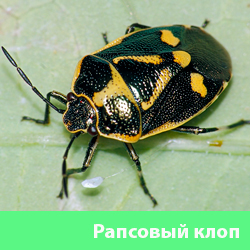 Рапсовый клоп