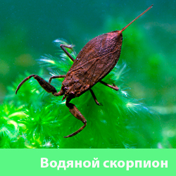 Водяной Скорпион