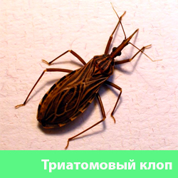 Триатомовый клоп
