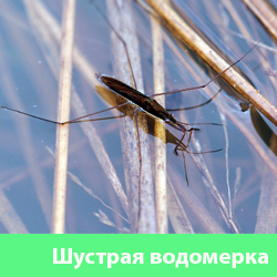 Шустрая водомерка