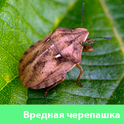 Клоп вредная черепашка