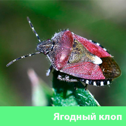Ягодный клоп
