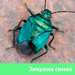Зикрона синяя