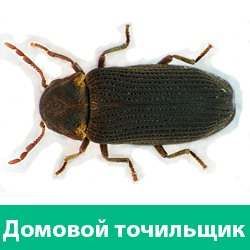 Домовой жук точильщик