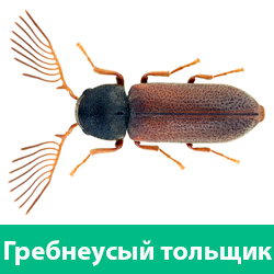 Гребнеусый жук точильщик
