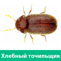 Хлебный жук точильщик
