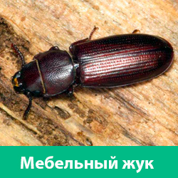 Мебельный жук точильщик