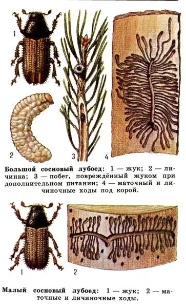 Жук лубоед