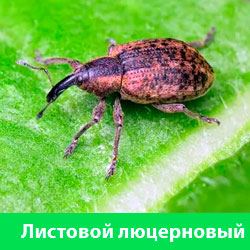 Листовой люцерновый