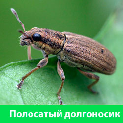 Полосатый долгоносик