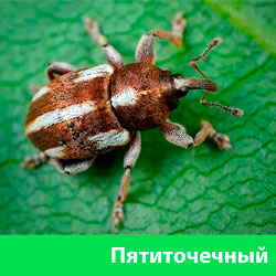 Пятиточечный долгоносик