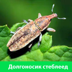 Долгоносик стеблеед