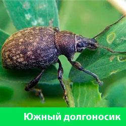 Южный долгоносик