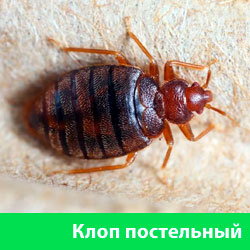 Клоп постельный