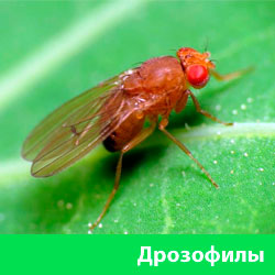 Дрозофилы