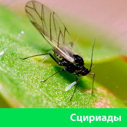 Сцириады
