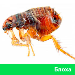 Блоха