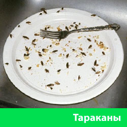 Тараканы в тарелке