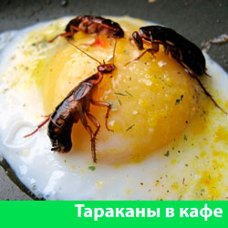 Тараканы в тарелке