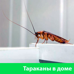 Тараканы в доме
